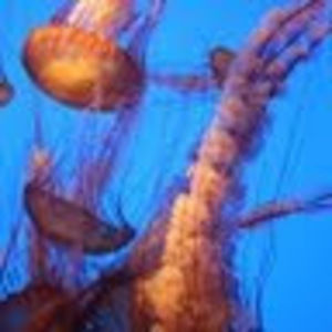 Meet your Posher, Emelia